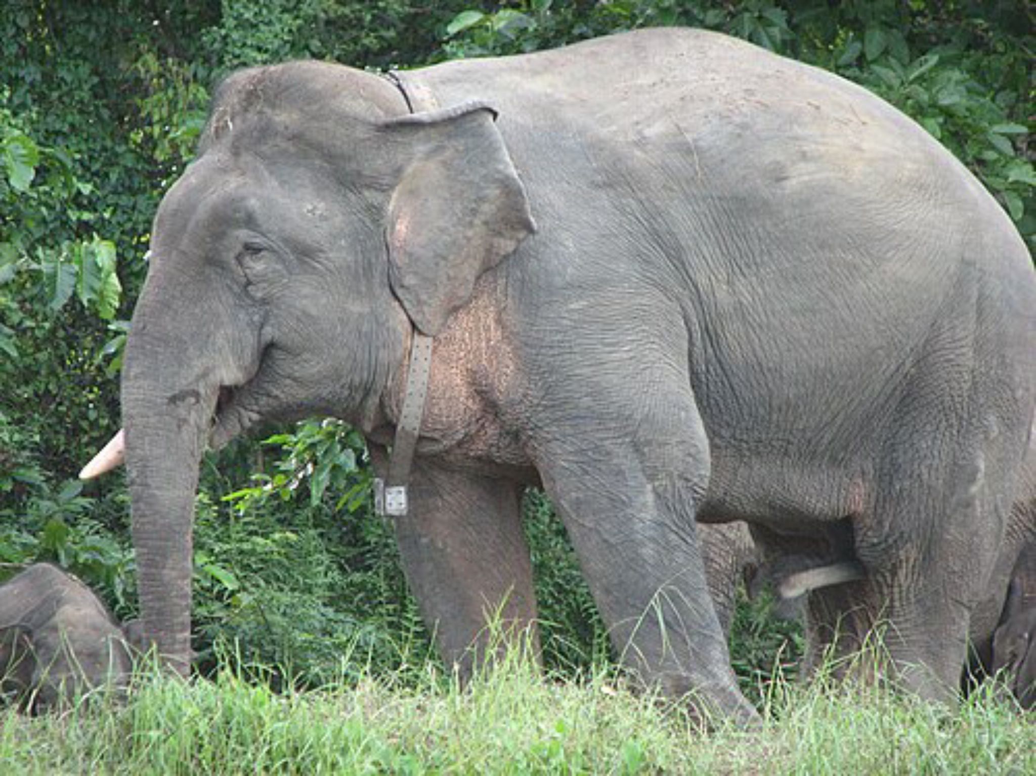 Hanya Tersisa 1.000 Ekor, Mengenal Gajah Kerdil Borneo yang Terisolasi Selama Ratusan Ribu Tahun