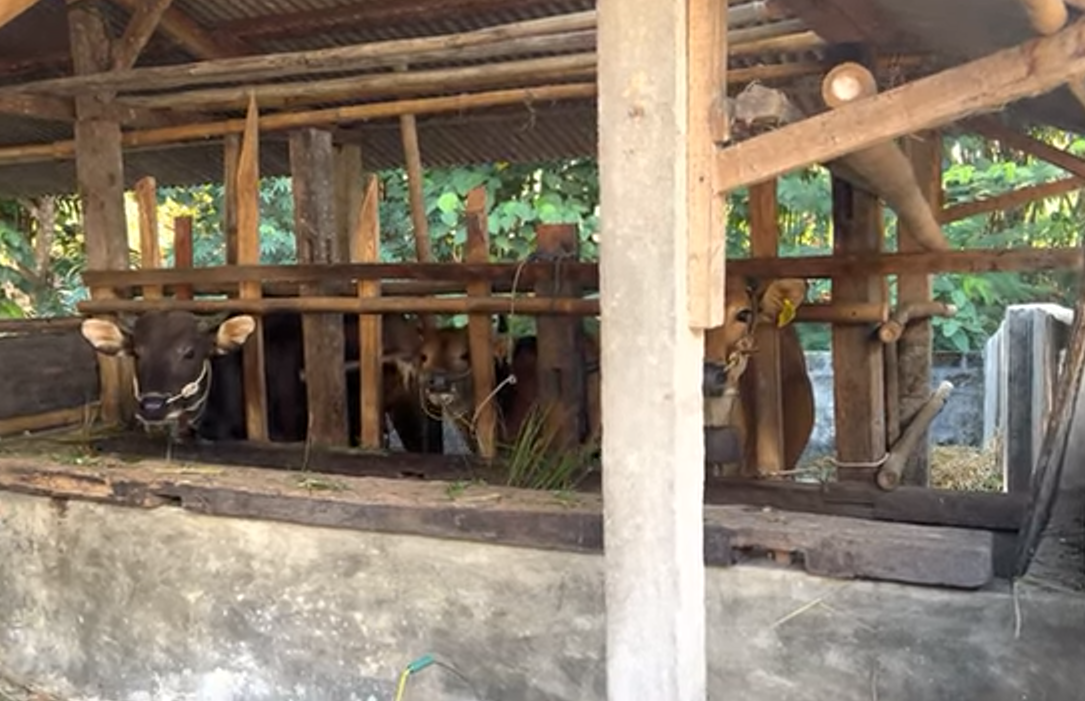 Peternak Sapi Lombok Timur, Bertahan dengan Cara Tradisional di Tengah Tantangan Zaman