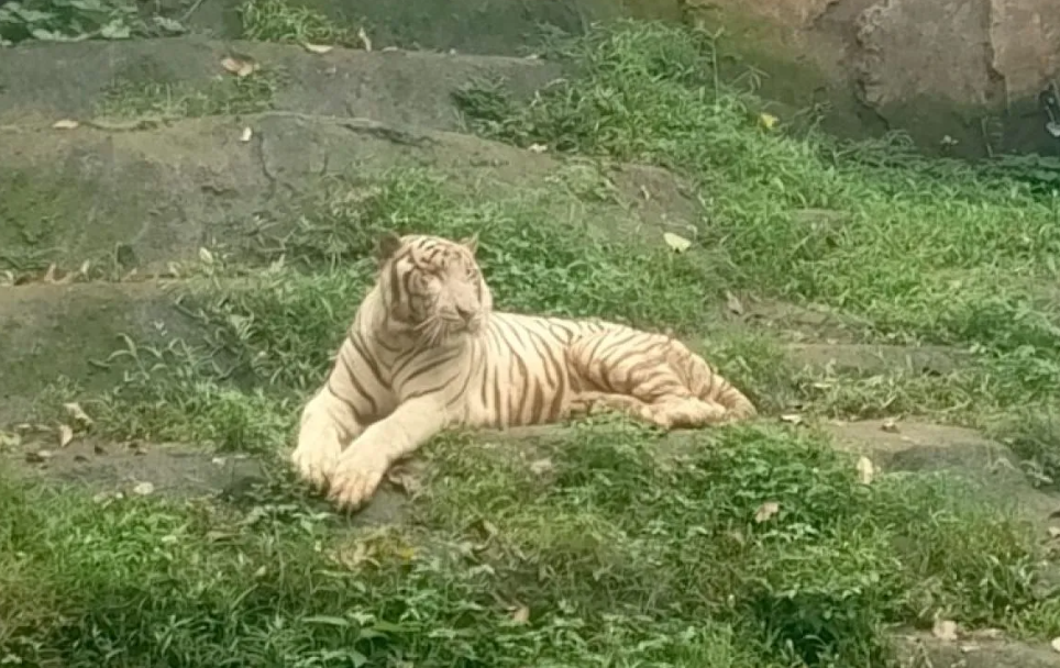 Semarang Zoo Akan Tambah Koleksi dengan Datangkan Harimau Sumatra
