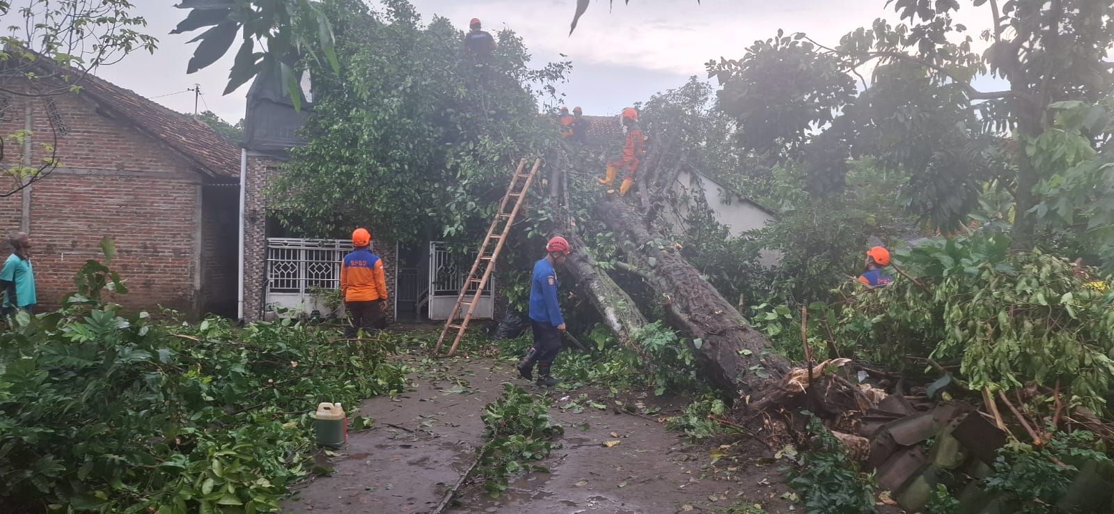 Hujan Lebat Disertai Badai, Pohon Melinjo Timpa Rumah Warga di Kotagede, Kerugian Rp 15 Juta