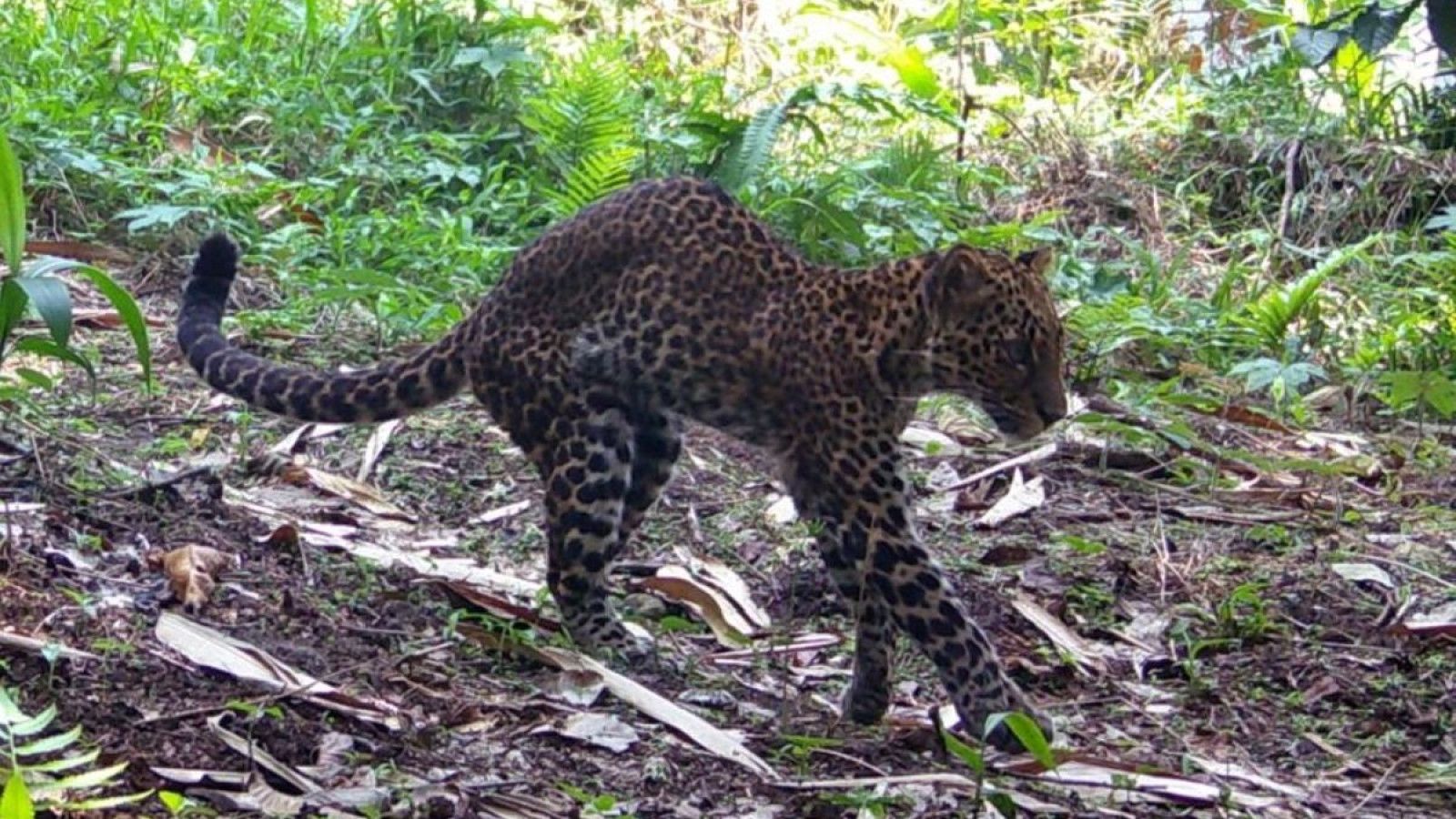 Tim Pencari Terus Usaha Selamatkan Macan Tutul yang Terluka di Hutan Sanggabuana