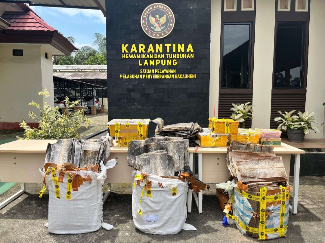 Penyelundupan Satwa Digagalkan di Bakauheni Lampung, 445 Kulit Ular dan 32 Kura-kura Disita