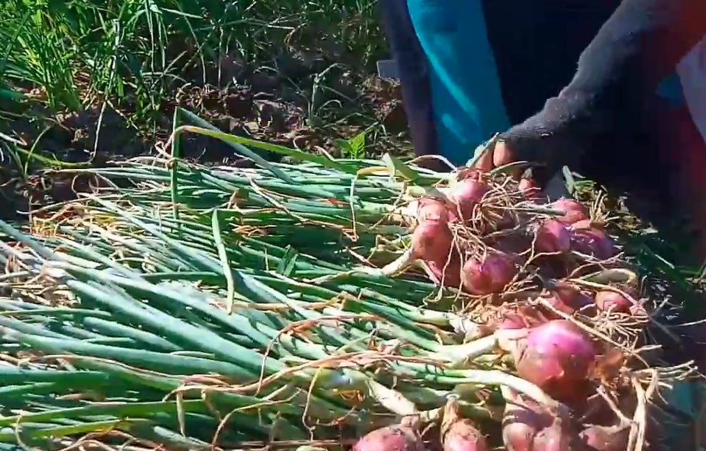 Panen Bawang Merah Asli Bima, Jenis Filipina yang Paling Cocok di Tanah Sumbawa