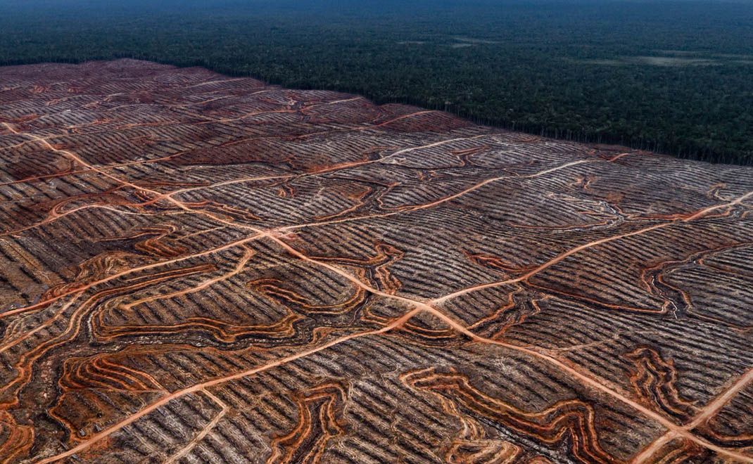 Alarm Merah Deforestasi di Tanah Papua: Puluhan Ribu Hektare Hutan Hilang dalam Setahun