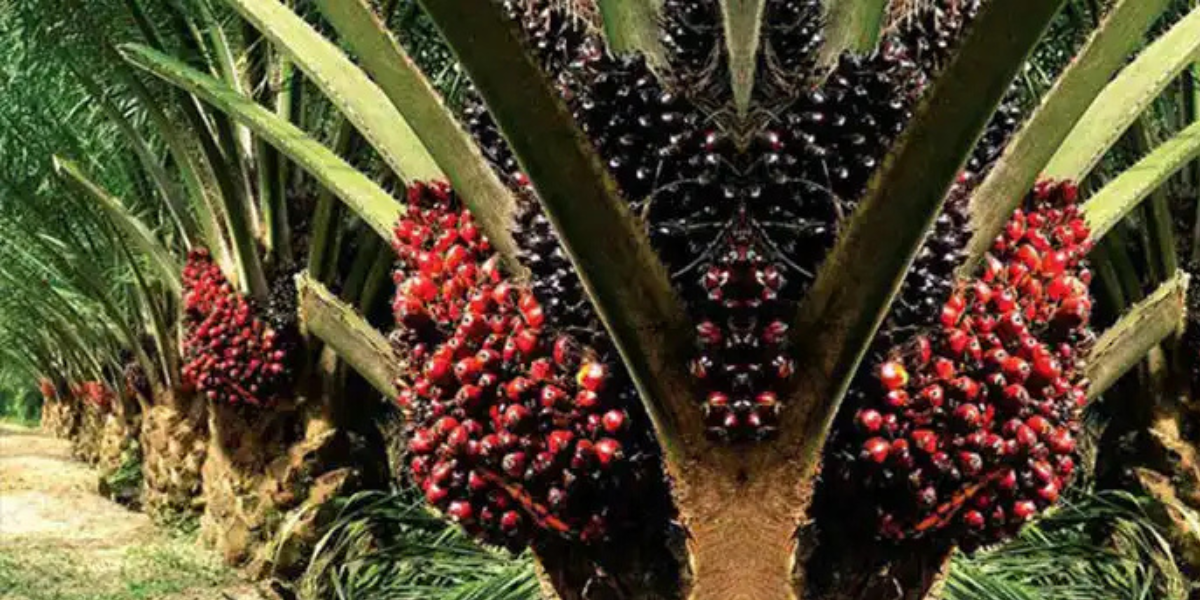 Harga TBS Sawit Riau Naik Periode 3 Februari 2026, Ini Rinciannya