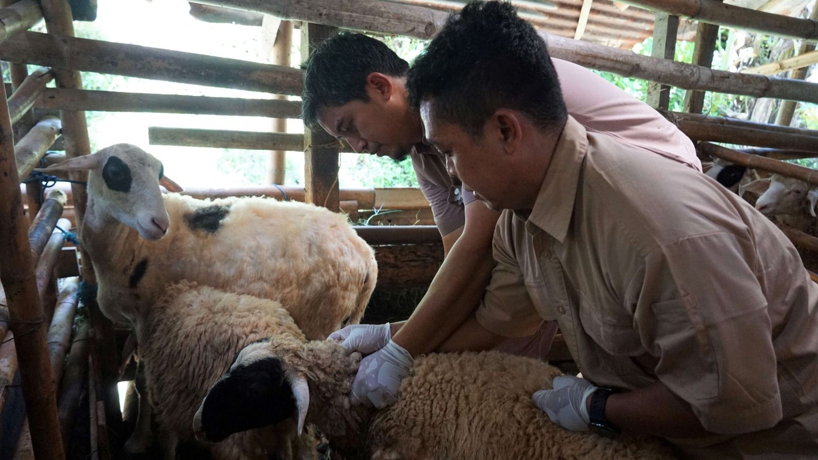 Pemkot Yogyakarta Gencarkan Vaksinasi PMK pada Sapi dan Kambing-Domba Total 120 Dosis