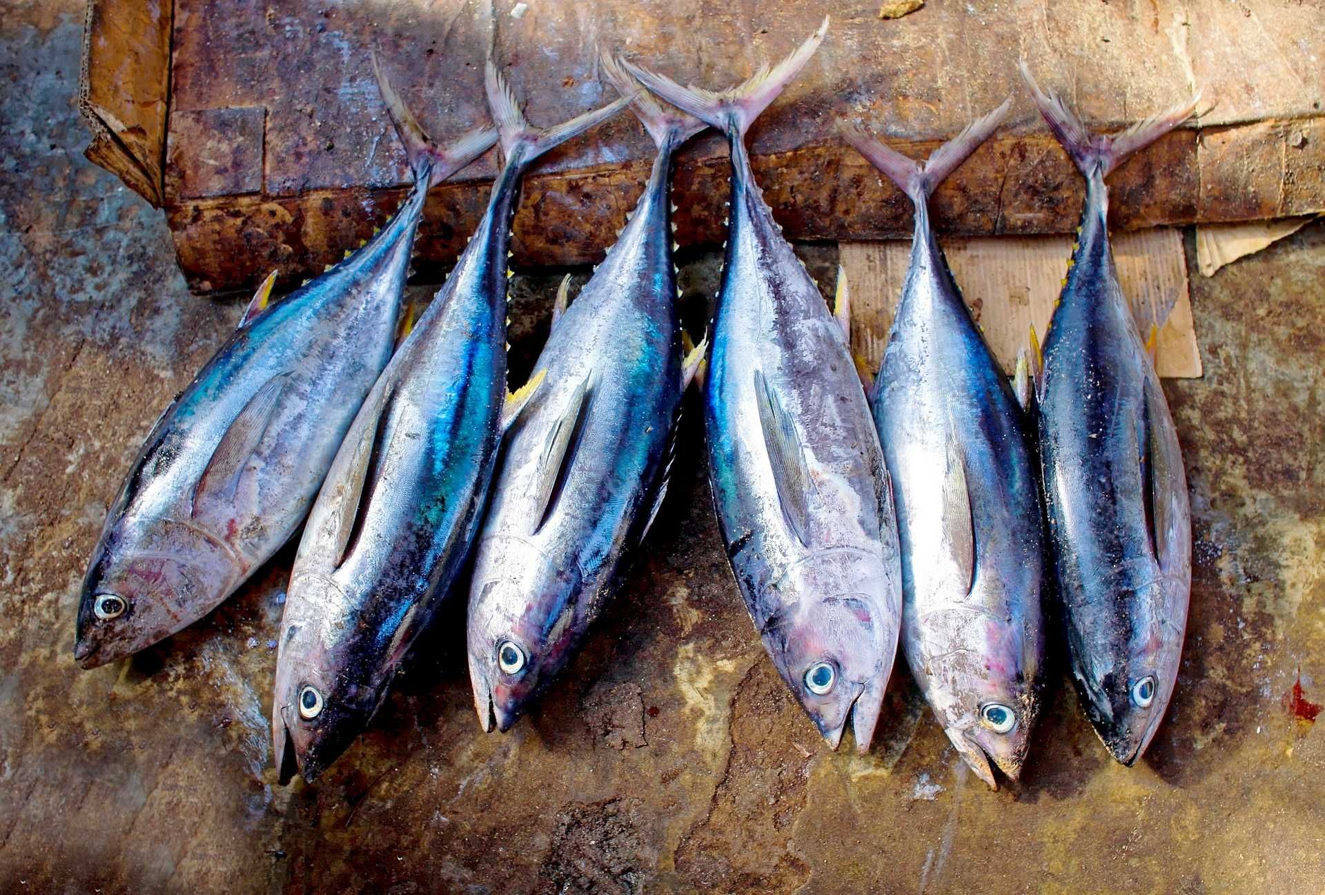 6 Jenis Ikan Lokal Tinggi Omega-3, Manfaat serta Tips Memilih dan Mengolahnya