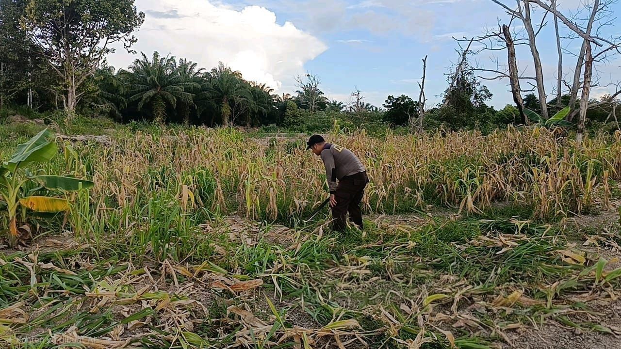 Dukung Ketahanan Pangan Nasional, Personel Polda Kaltara Rawat Lahan Pertanian di Bulungan