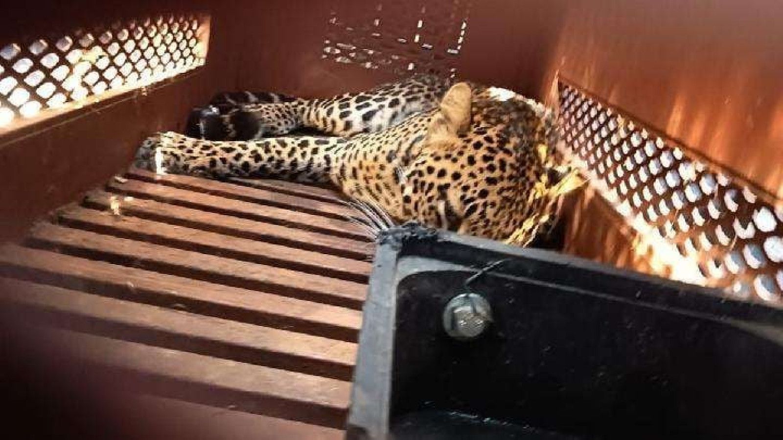 Keberhasilan Evakuasi Macan Tutul di Permukiman Pacet Bandung