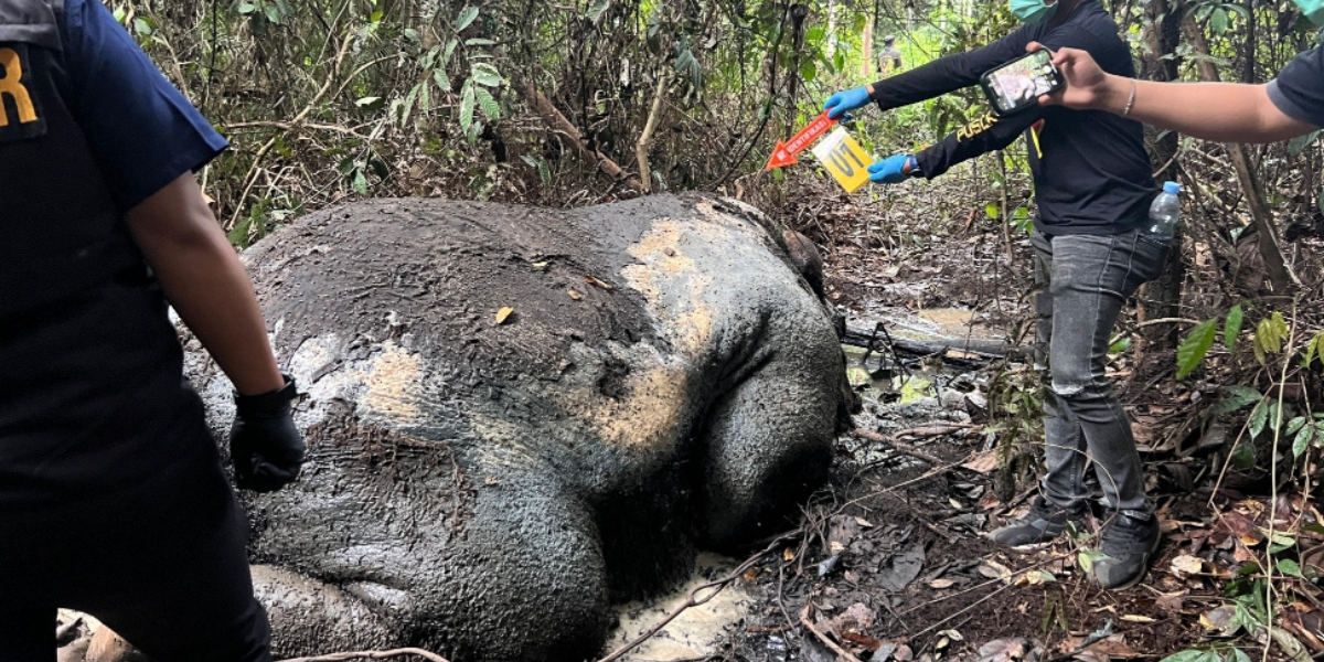 Bangkai Gajah Sumatra Ditemukan di Konsesi PT RAPP Pelalawan, Polisi Selidiki Dugaan Kejahatan Satwa Dilindungi
