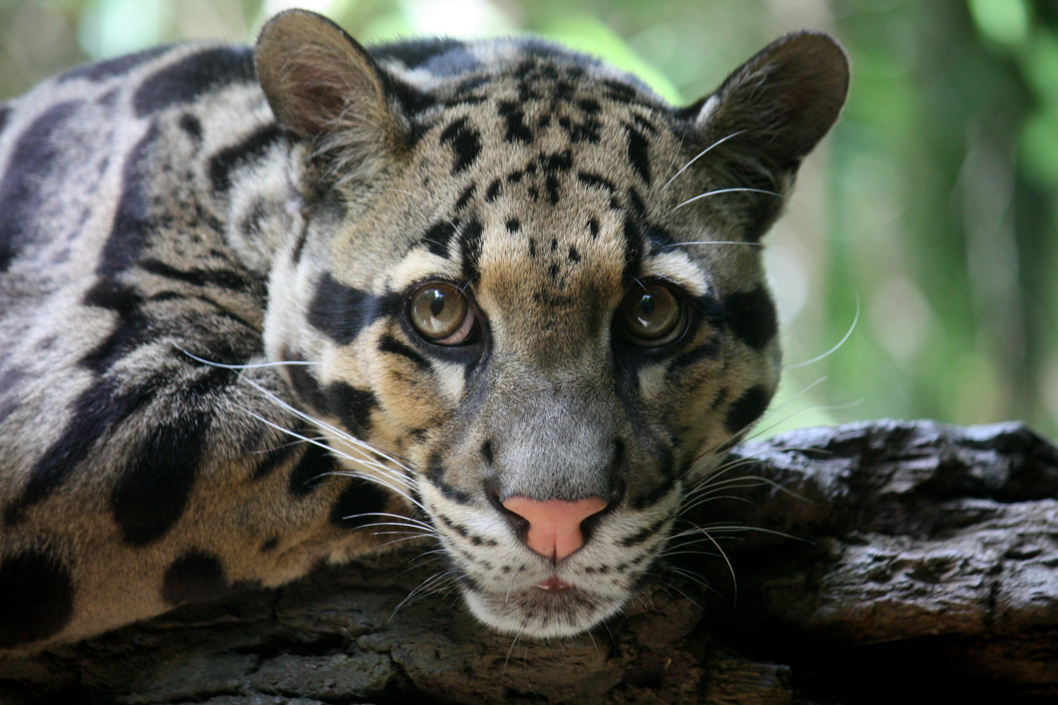 Terekam Kamera Jebak, Macan Dahan hingga Kucing Merah Masih Berkeliaran di Hutan Kaltim