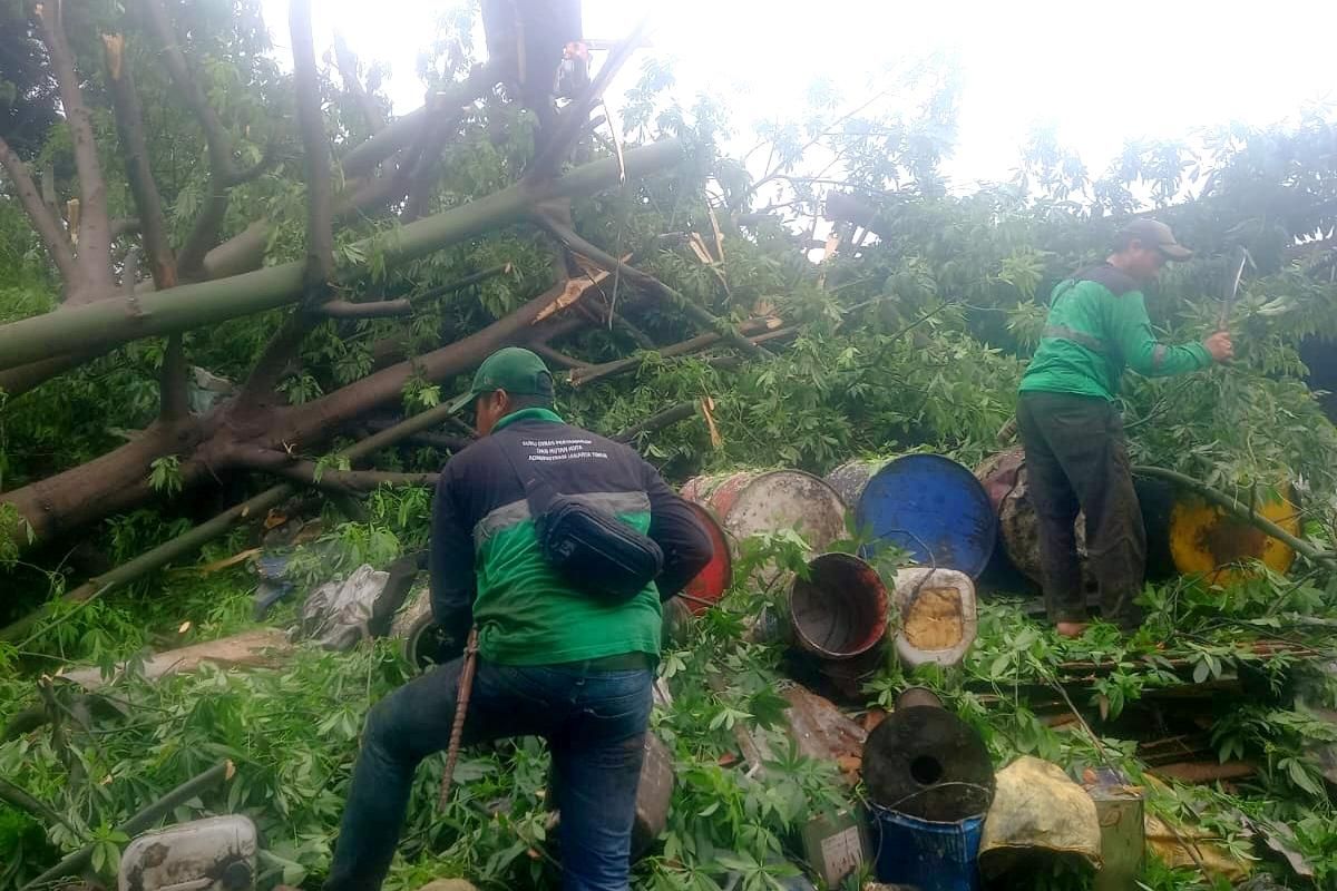 Aksi Cepat Petugas Gabungan Evakuasi 3 Pohon Tumbang di Cakung Barat demi Cegah Luapan Kali
