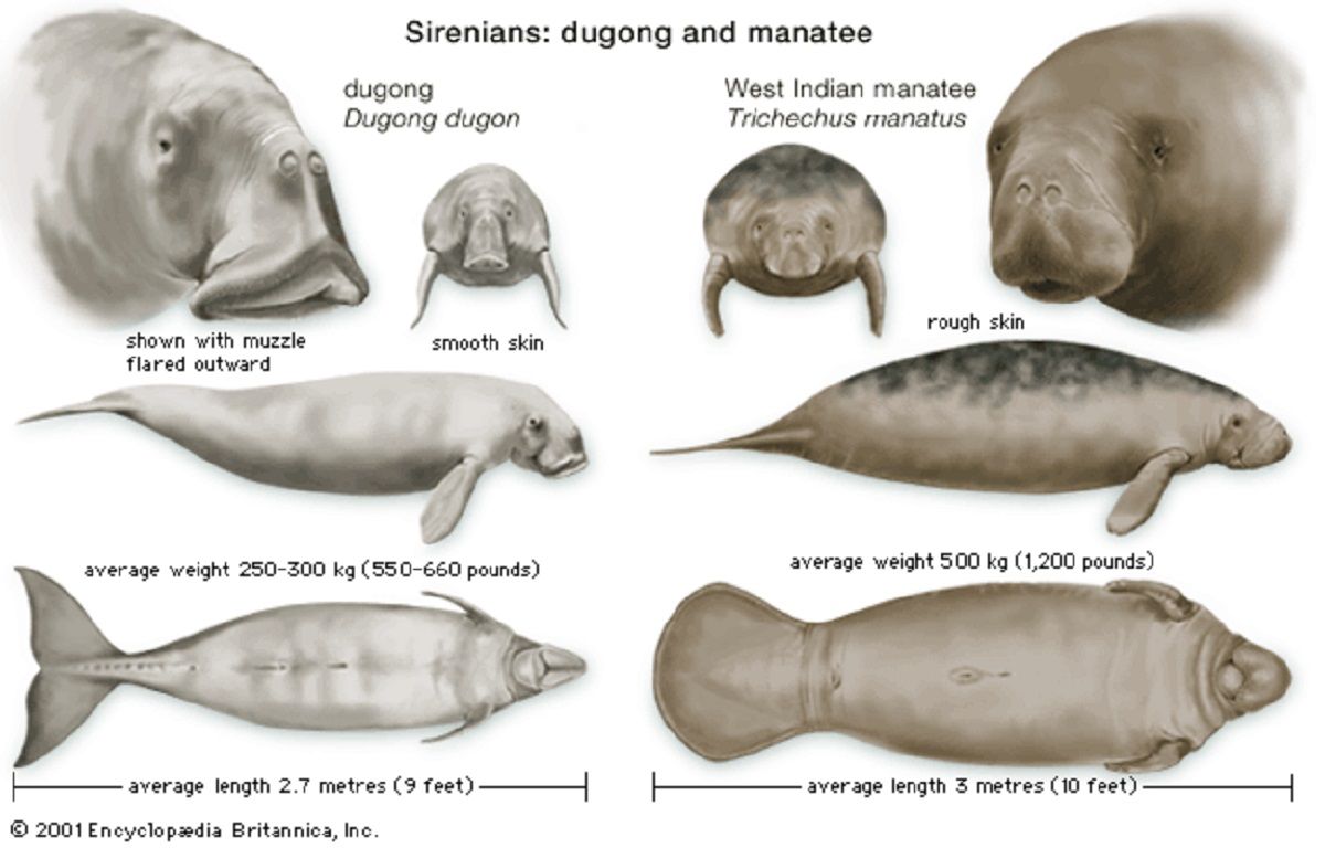 Apa Itu Dugong? Mengapa Disebut sebagai Putri Duyung dan Berkaitan dengan Klenik?