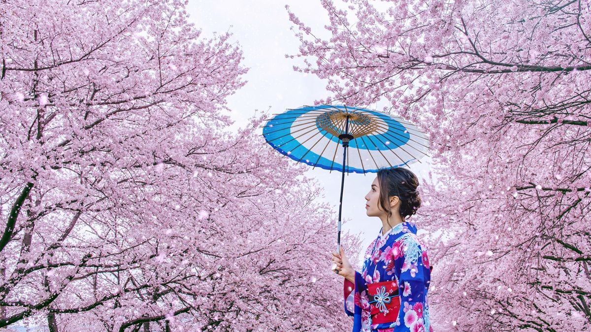 Keajaiban Musim Semi Jepang: Mengapa Hanami Selalu Menawan Hati Dunia?