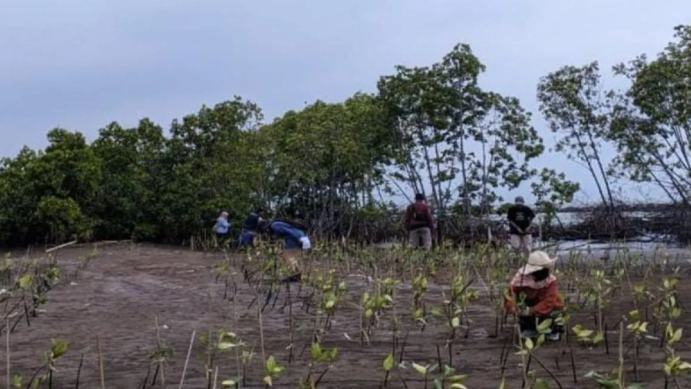 Pemkot Pekalongan Restorasi Mangrove Park untuk Tangkal Banjir & Rob di Pesisir Utara