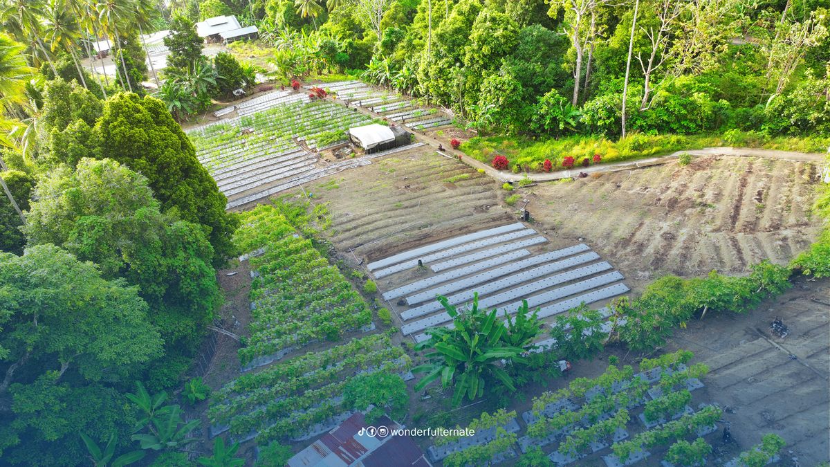 Hidden Gem Ternate untuk Liburan Keluarga, Ini Daya Tarik Agrowisata Loto