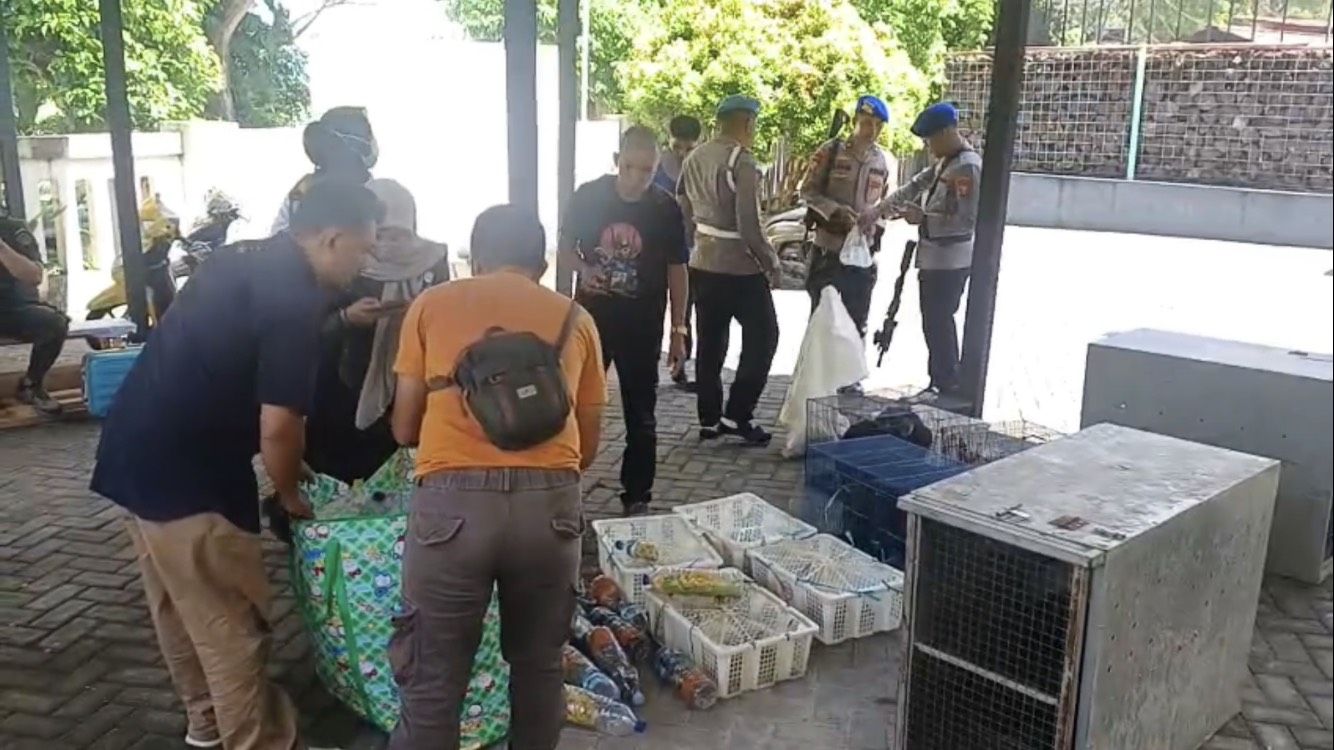 Upaya Penyelundupan Ratusan Satwa Endemik Papua Digagalkan Petugas Gabungan di Ternate