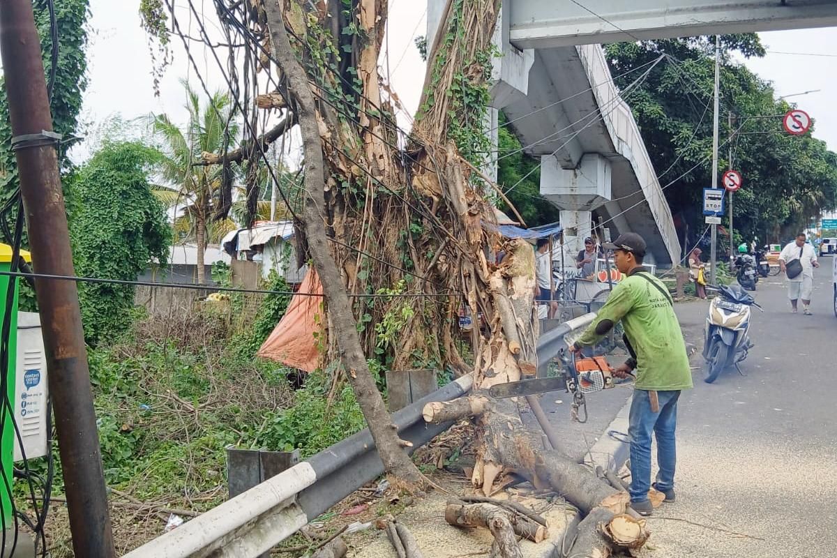 Kolaborasi Apik Petugas Hijau dan Oranye Evakuasi Pohon Tumbang di Dua Lokasi Berbeda, Bersih Tanpa Sisa!