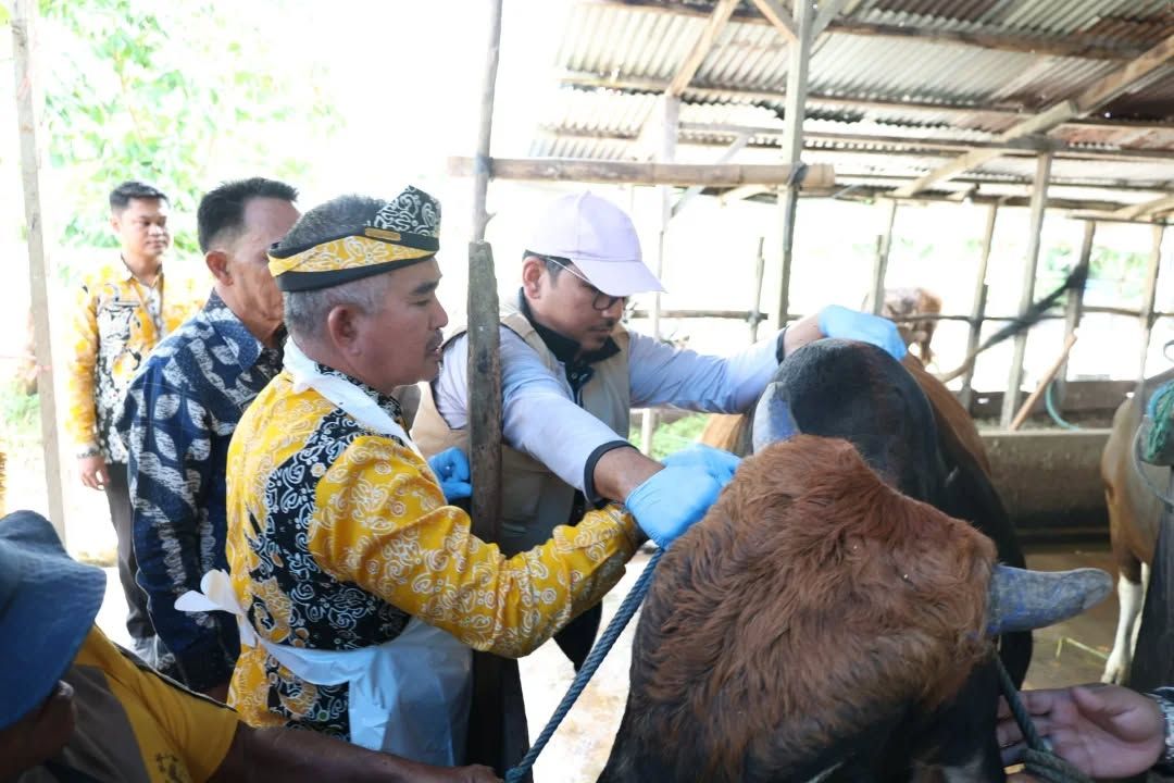 Cegah Penyebaran PMK, Pemkot Tarakan Genjot Vaksinasi Ternak di Karang Harapan