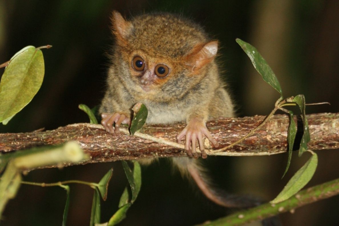 Kelahiran Keenam di Suaka Bantimurung, Bayi Tarsius Makassar Diberi Nama TARO