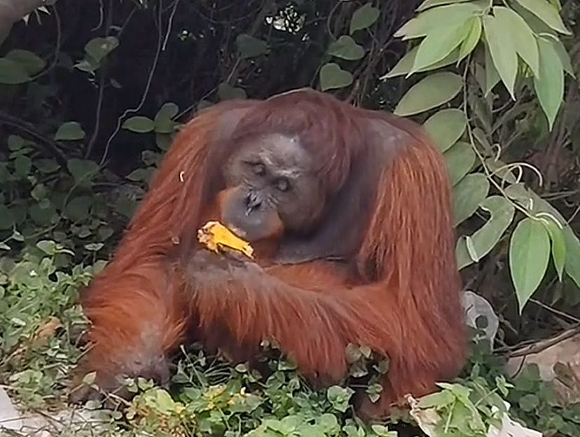 Fakta Baru Orang Utan Sam yang Viral: Bertahan Hidup di Antara Kepungan Tambang dan Titik Buangan Sampah Liar