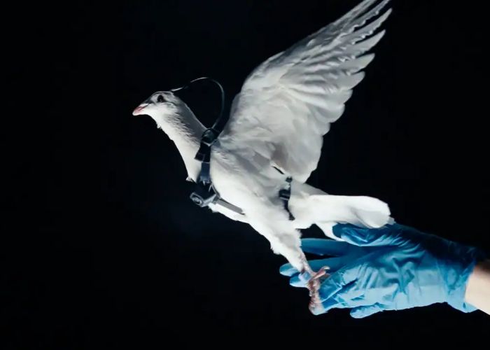 Perusahaan Rusia Ubah Burung Merpati Jadi Drone Cyborg, Bisa Terbang Sesuai Perintah