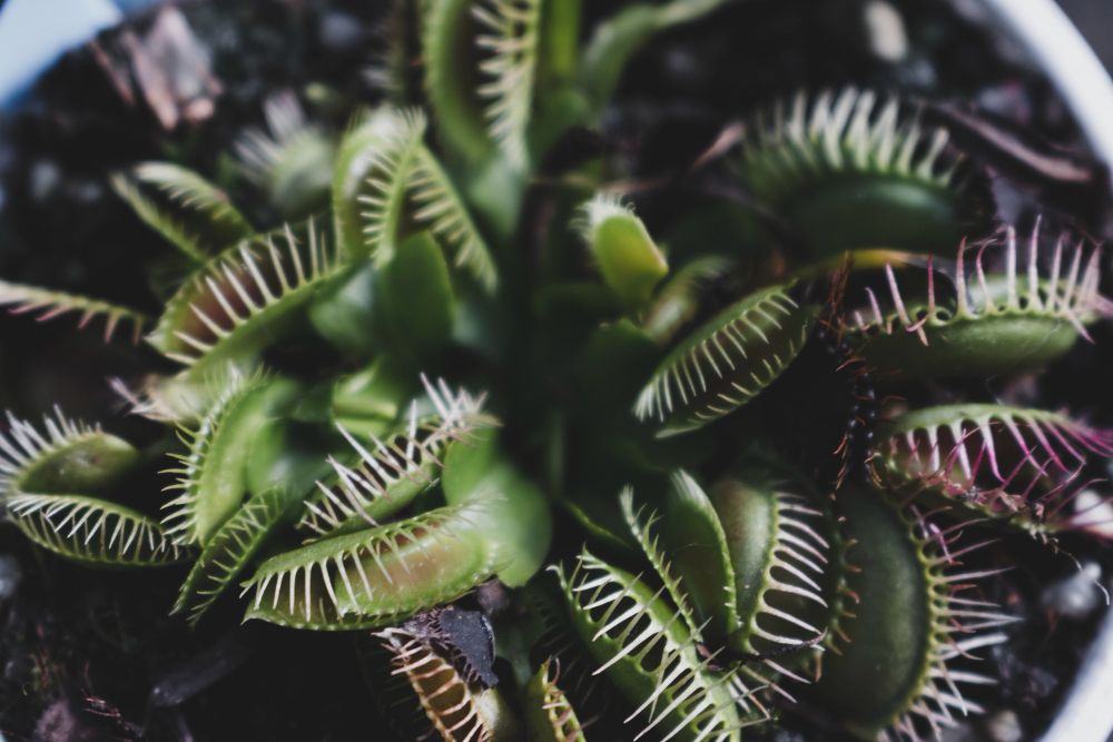7 Fakta Unik Tanaman Venus Flytrap, Si Karnivora Pemakan Serangga!