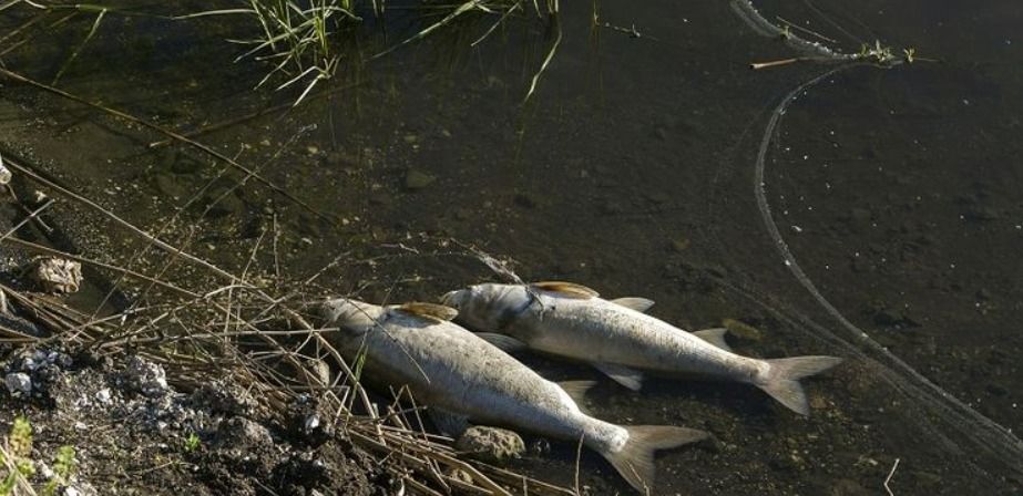 Ikan Mati di Sorong, Sungai Klafdalim dan Klasoh Diduga Tercemar
