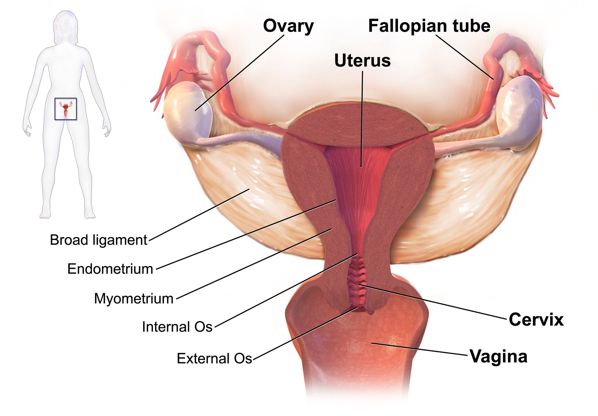Organ Reproduksi Wanita: Struktur, Fungsi, dan Cara Menjaga Kesehatannya