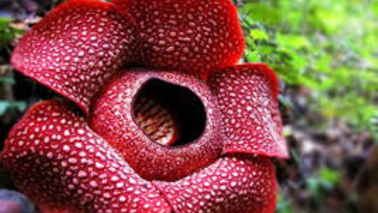 Spesies Baru Rafflesia Ditemukan di Kalimantan Timur