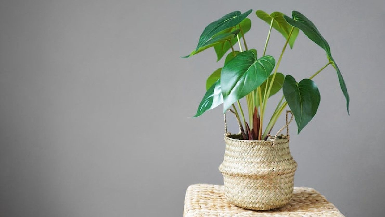 Kembali Bersinar: Tren Tanaman Hias yang Menyemarakkan Rumah di Indonesia