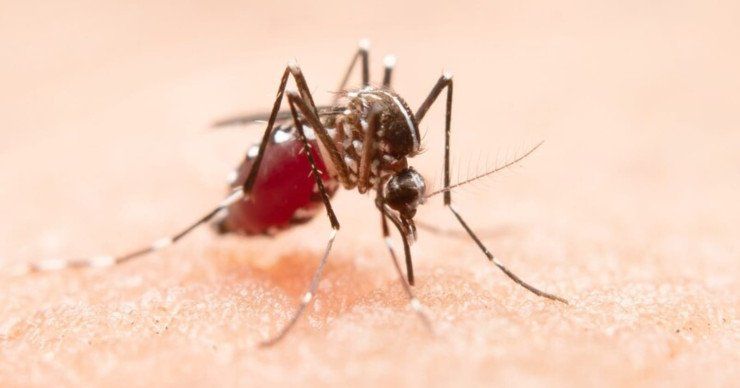 Malaria Papua Dominasi 95 Persen Kasus Nasional, Kemenkes Perkuat Skrining Lewat CKG