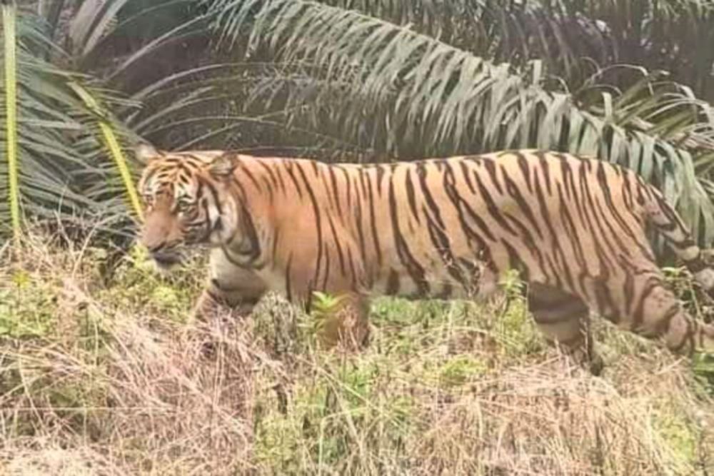 Diserang Harimau Sumatera di Pelalawan, Pencari Kayu Alami Luka Robek di Kepala