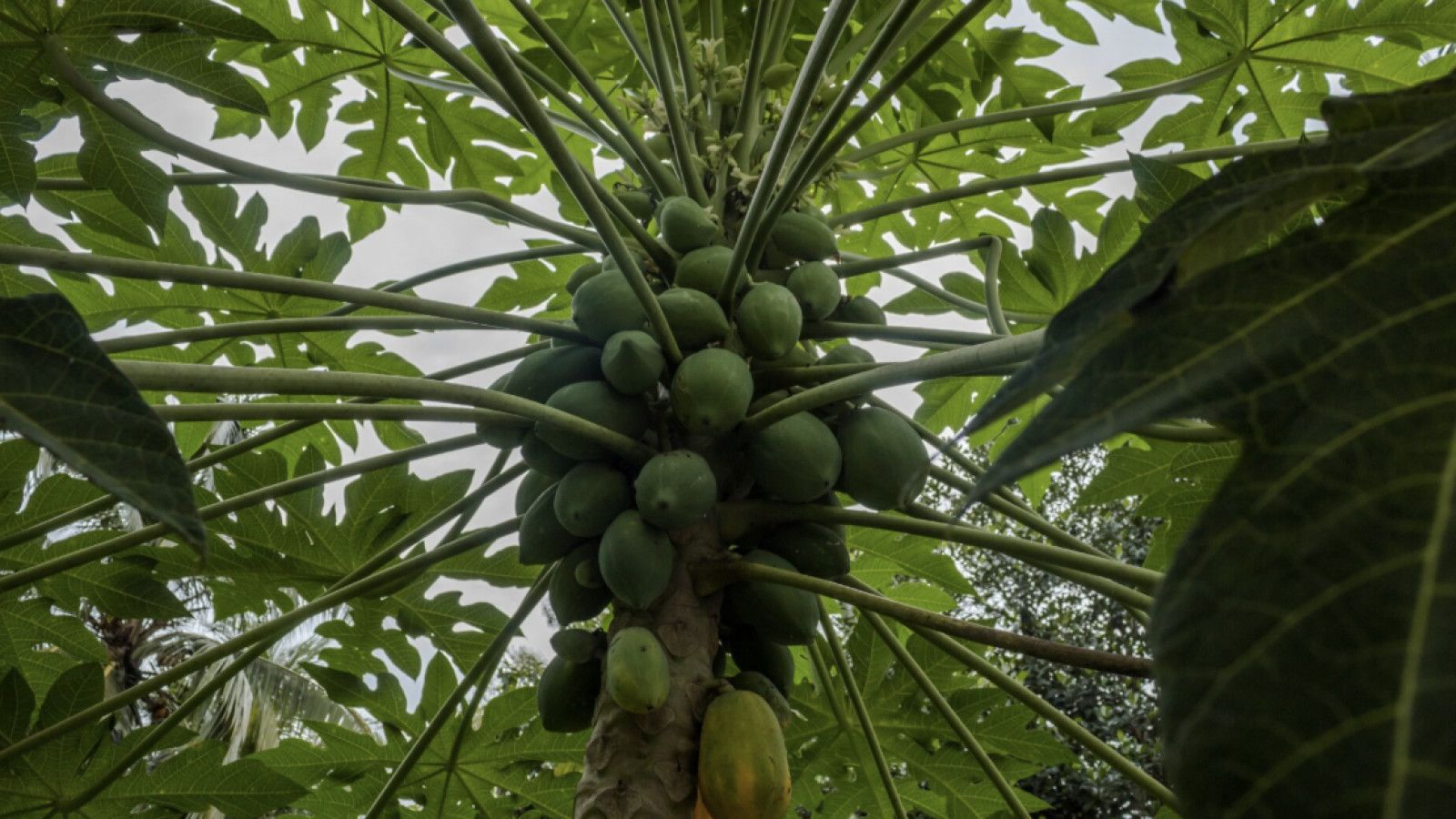 Meningkatkan Nafsu Makan dengan Daun Pepaya: Manfaat dan Cara Pengolahannya