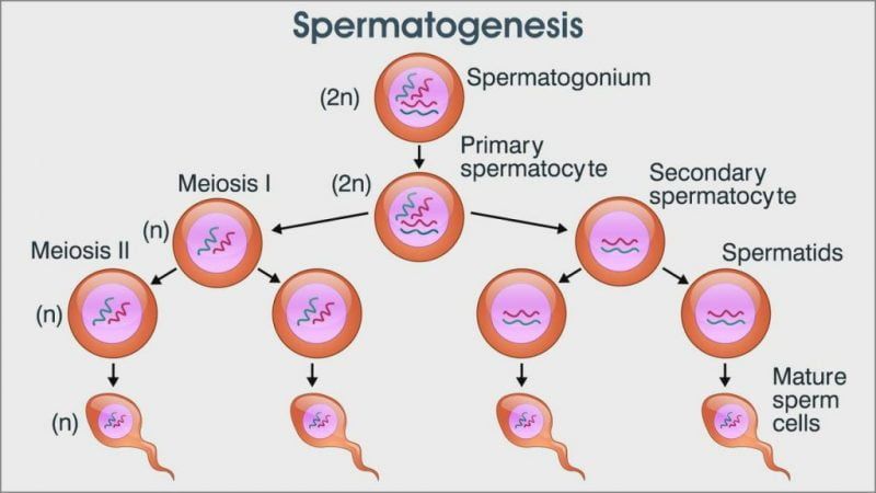Apa Itu Spermatogenesis? Ini Proses Terbentuknya Sperma pada Pria