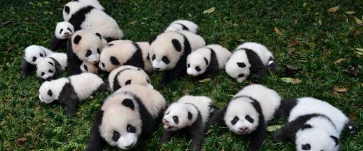 Contoh Soal Bahasa Panda UTBK dan Cara Menemukan Polanya dengan Mudah