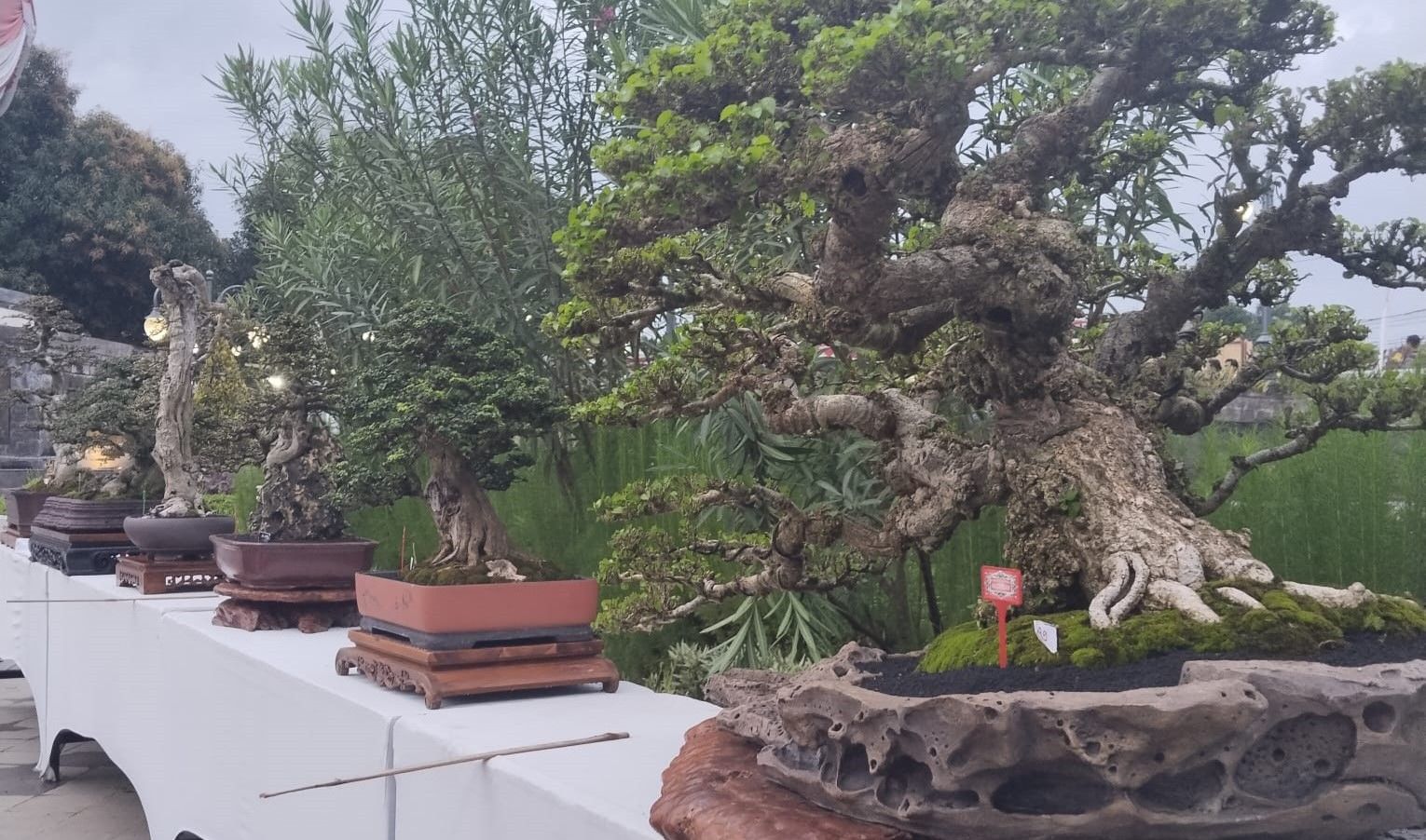 518 Bonsai dari Seluruh Indonesia Ramaikan Kalpataru Bonsai Buleleng 2026 di Singaraja