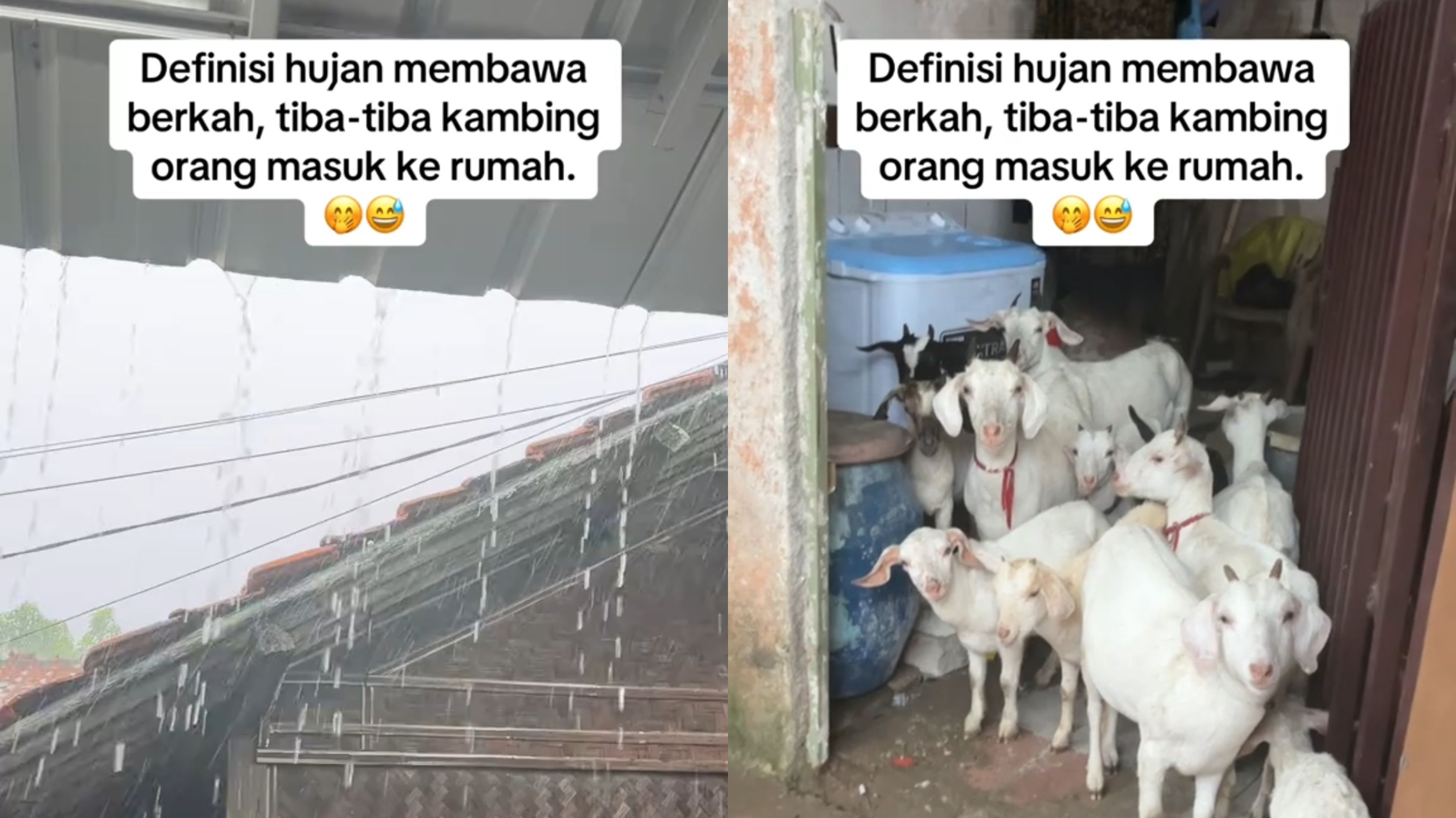 Hujan Bawa Berkah, Rumah Cewek Ini Mendadak Kedatangan Tamu Tak Terduga