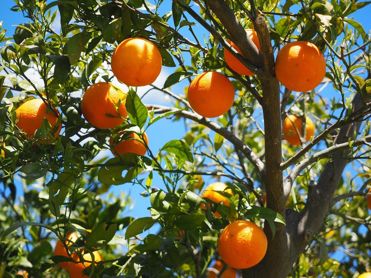 Manfaatkan Lahan Sempit! 7 Tanaman Buah Produktif Ini Cepat Berbuah Meski Hanya Ditanam di Pot