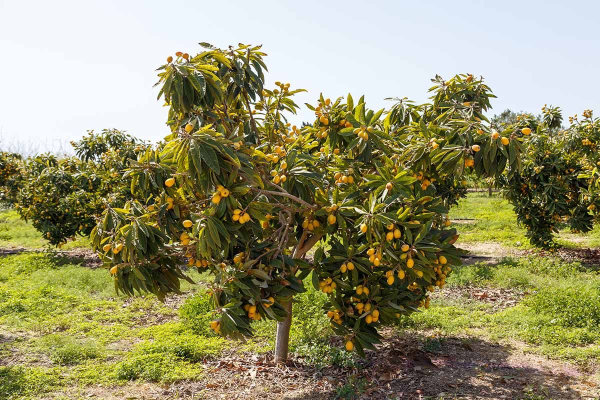 Manfaatkan Lahan Sempit! 7 Tanaman Buah Produktif Ini Cepat Berbuah Meski Hanya Ditanam di Pot