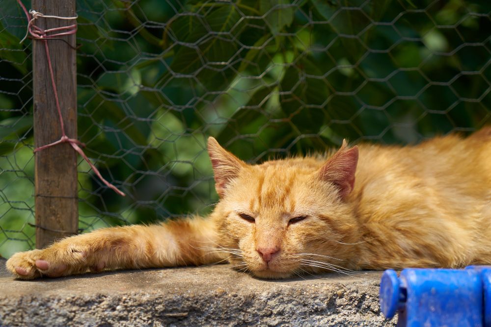 Kucing Dijadiin Mata-Mata Sama CIA Berujung Gagal, Begini Kisahnya