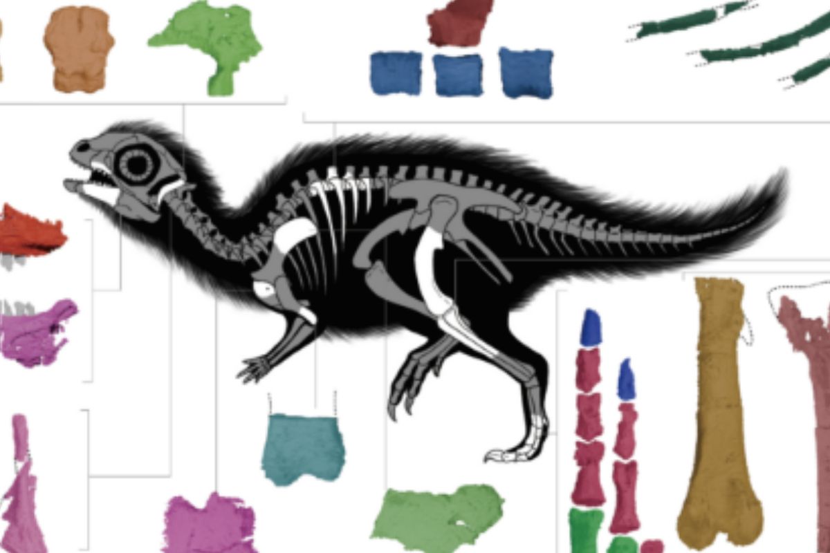 Doolysaurus, Dinosaurus Bayi Pertama dengan Fragmen Tengkorak di Korea Selatan