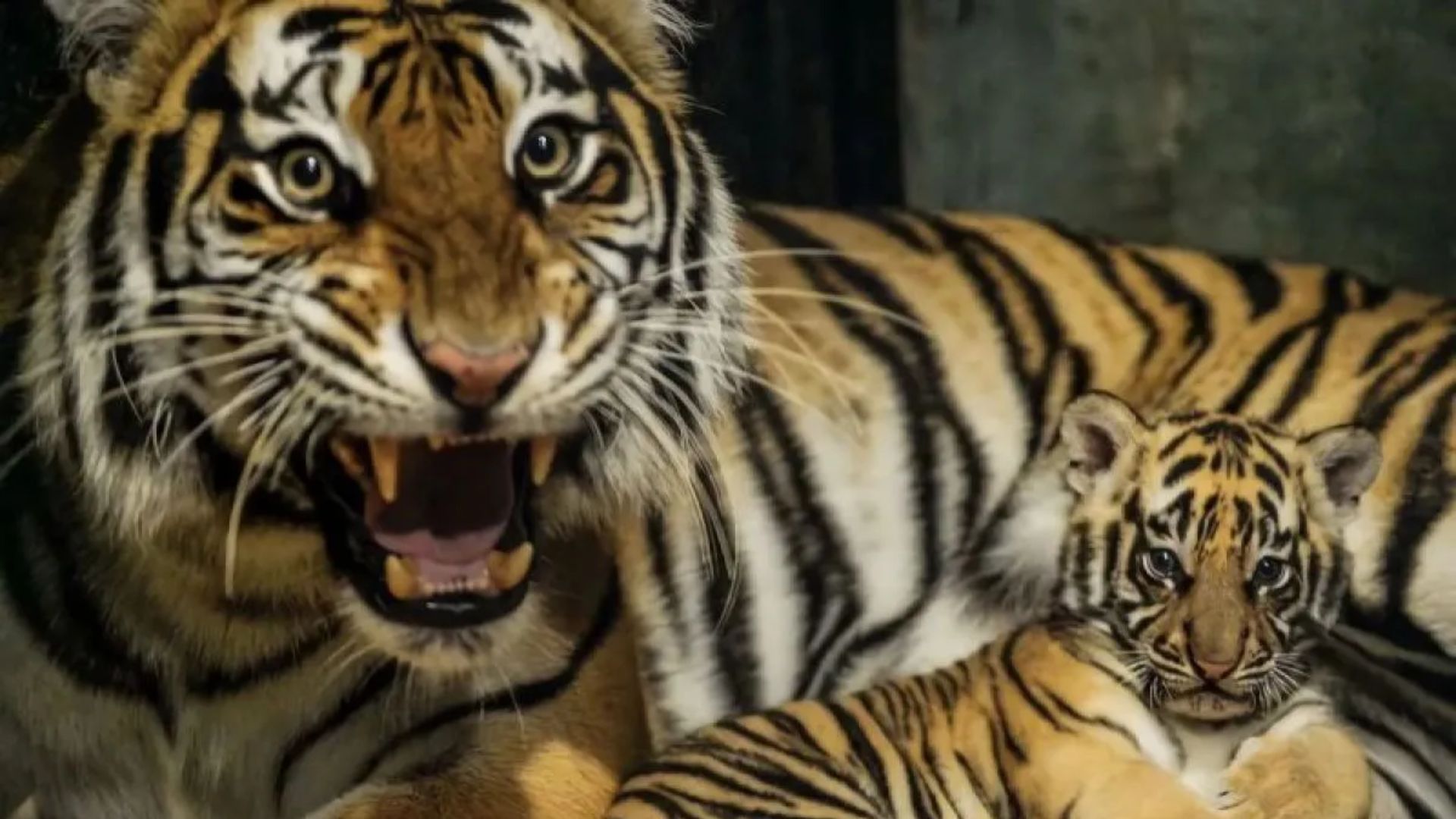 Anak Harimau Benggala Kembali Mati di Bandung Zoo, BBKSDA Lakukan Investigasi