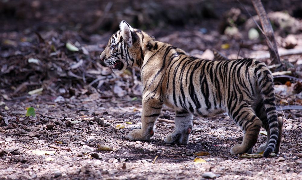 Mengenal Virus Feline Panleukopenia, Penyebab Kematian Dua Anak Harimau di Bandung Zoo