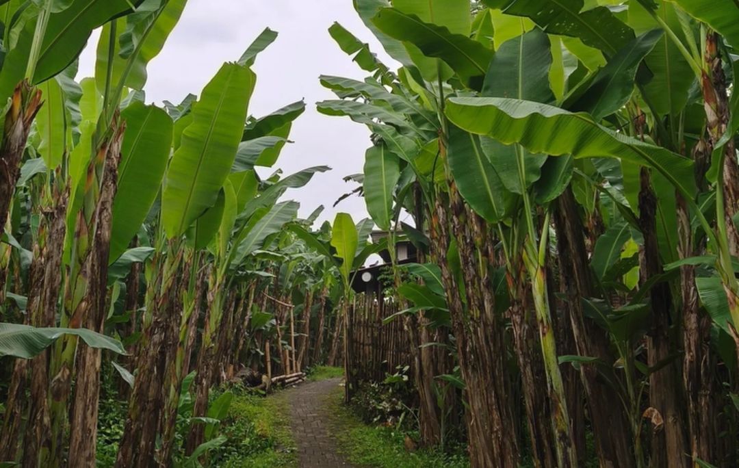 Pisang Jadi Andalan Ekonomi Warga Pujiharjo Malang