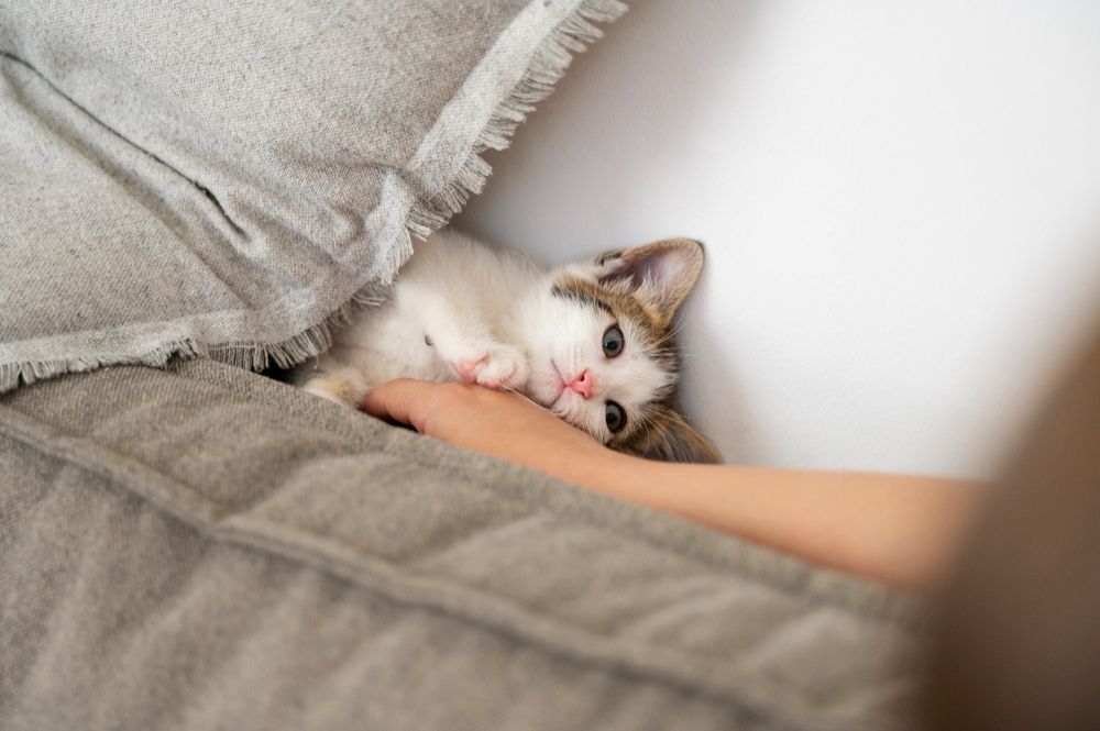 Alasan Kucing Suka Ngendus Kaki Manusia, Ternyata Ada Artinya