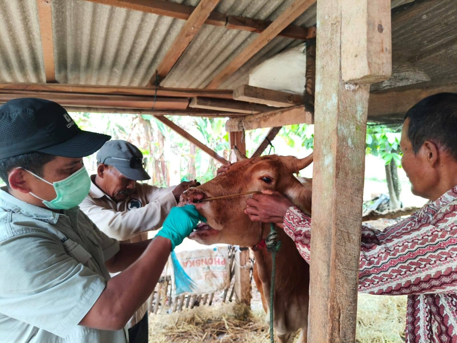 Kementan Sebut PMK di Lampung Timur Terkendali, Vaksinasi dan Biosekuriti Diperkuat