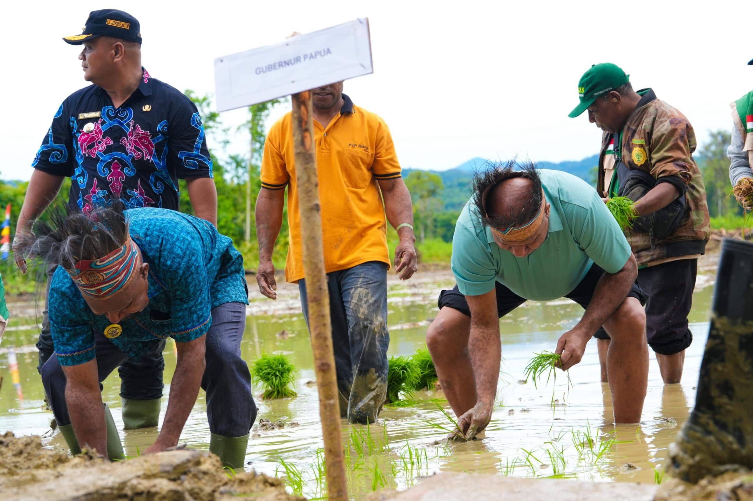 Penanaman Padi Perdana Dorong Kemandirian Petani Jayapura