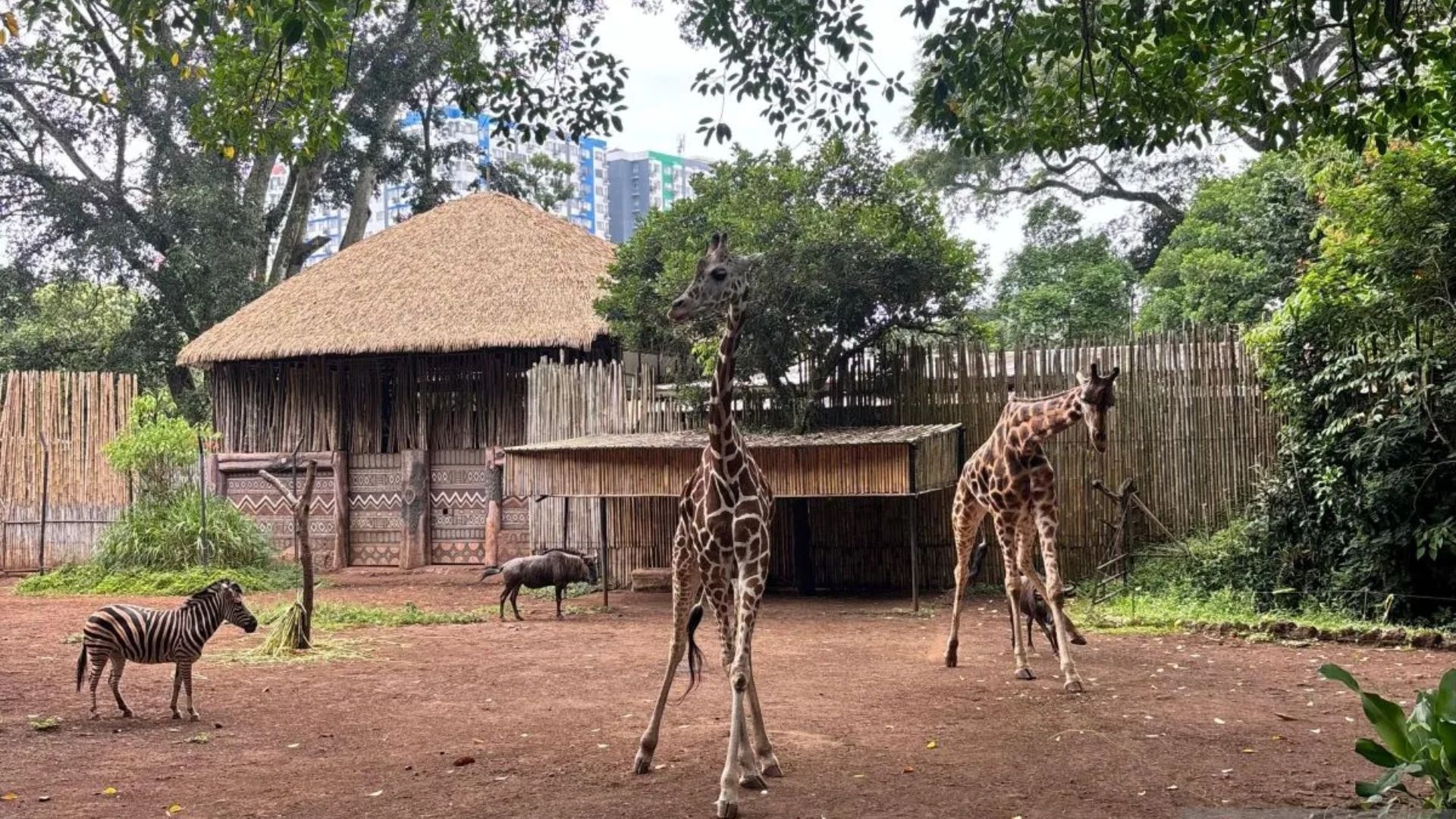 DPRD Jabar Soroti Kematian Anak Harimau, Desak Perbaikan Pengelolaan Bandung Zoo