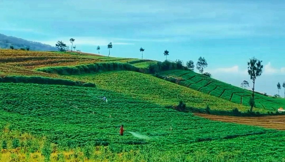 Brakseng Batu, Surga Hortensia dengan Latar Gunung Arjuno